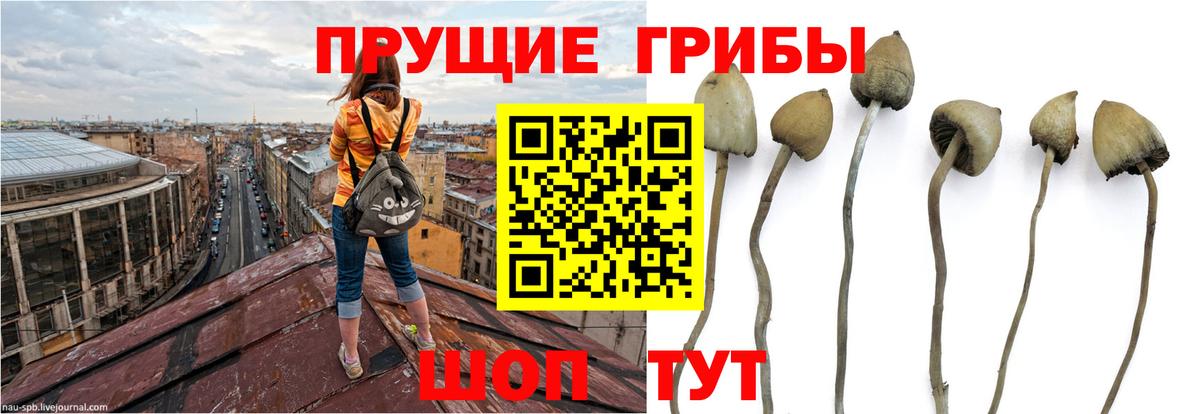 Псилоцибиновые грибы Psilocybe  Галлюциногенные грибы Magic Shrooms  купить наркоту  Вход с VPN  Люберцы 